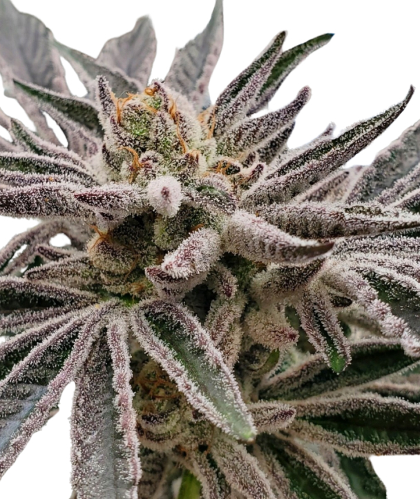 Photograph of product: Southern Sky | 3.5g | Belushi Apple Tartz