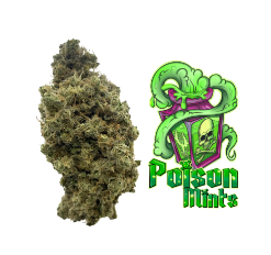 Photograph of product: Poison Mints - Flower - Lazy River Products - 28g