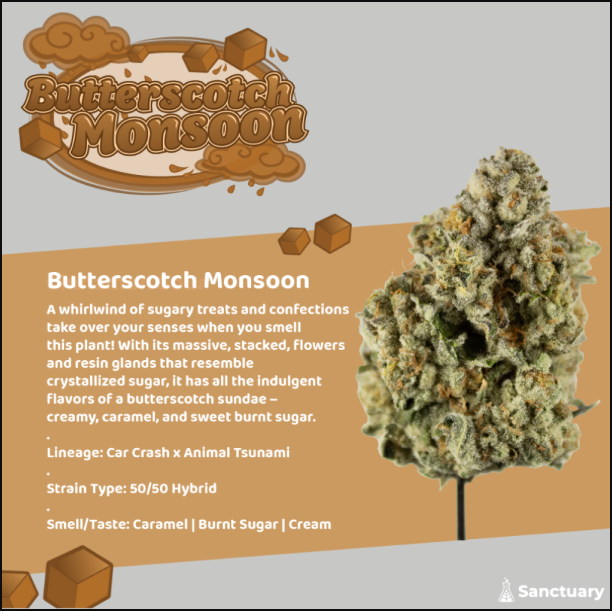 Photograph of product: Butterscotch Monsoon Flower | 3.5g - Sanctuary Medicinals