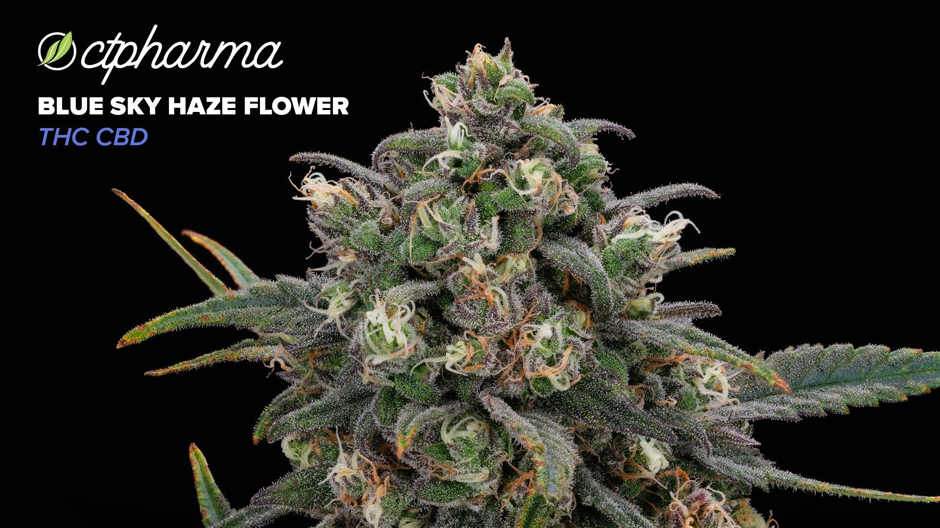 Photograph of product: CTPharma Blue Sky Haze TH-oui:CBD Whole Flower T9.78% (H) 3.5g - 26150