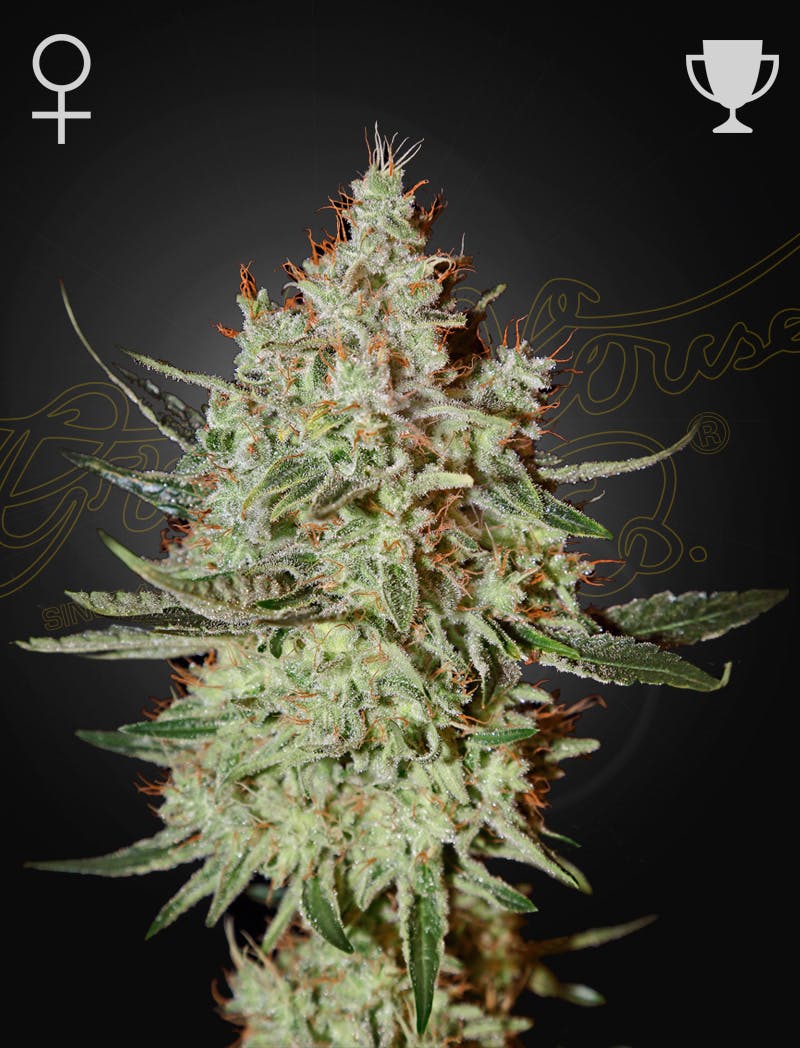 Photograph of product: UGS - GH Cheese (1 Pack) Green House Seed Co. - Oui'd Oui'd Seeds