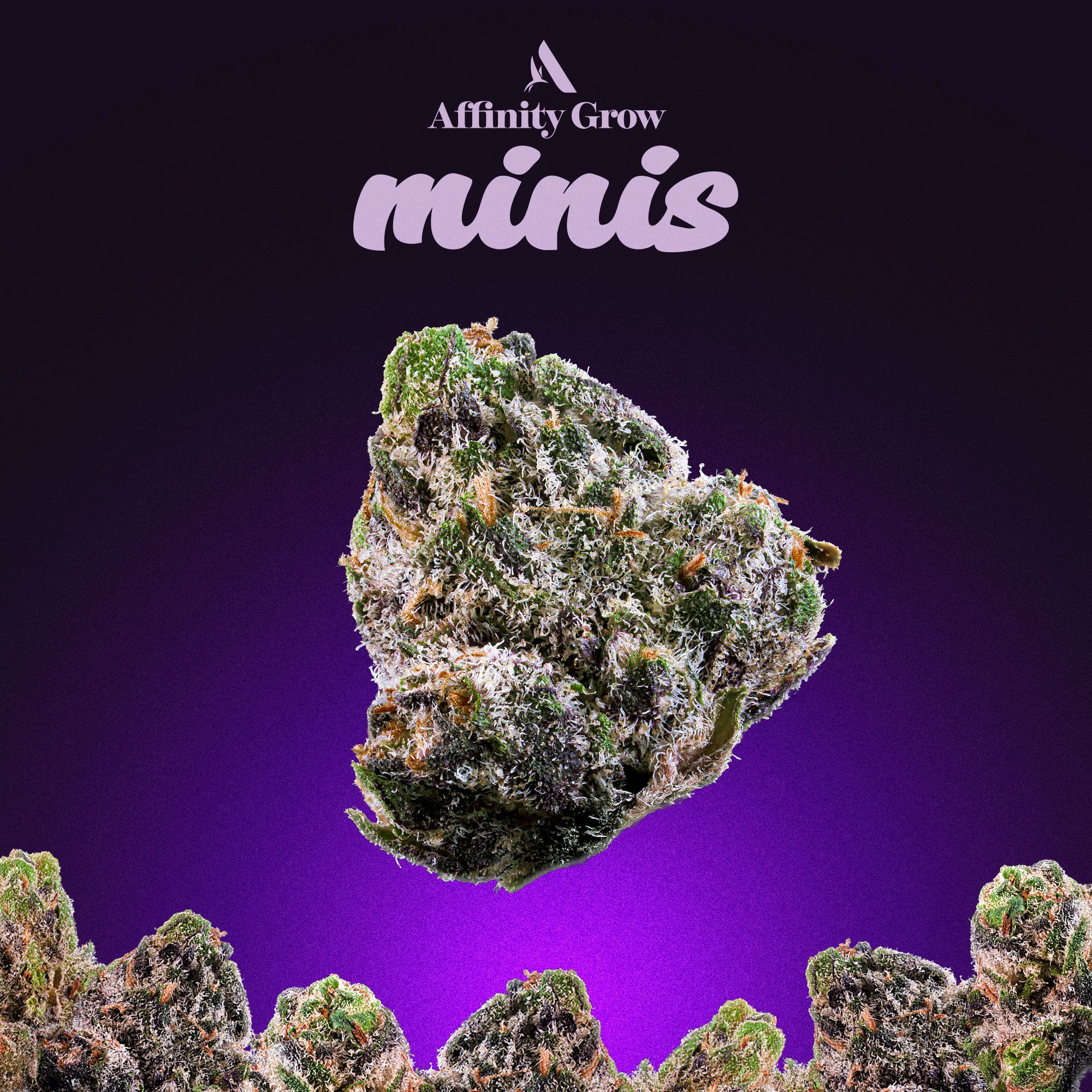 Photograph of product: Permanent Urkle Flower Minis T18.50% I 00593