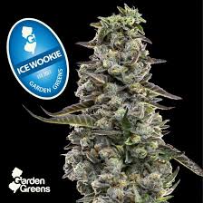 Photograph of product: Garden Greens - Ice Wookie - Flower - 3.5g