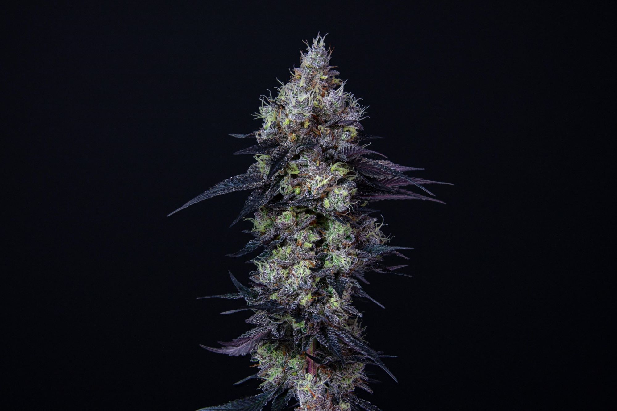 Photograph of product: NOTORIOUS - TRIPLE BURGER 3.5 GRAMS