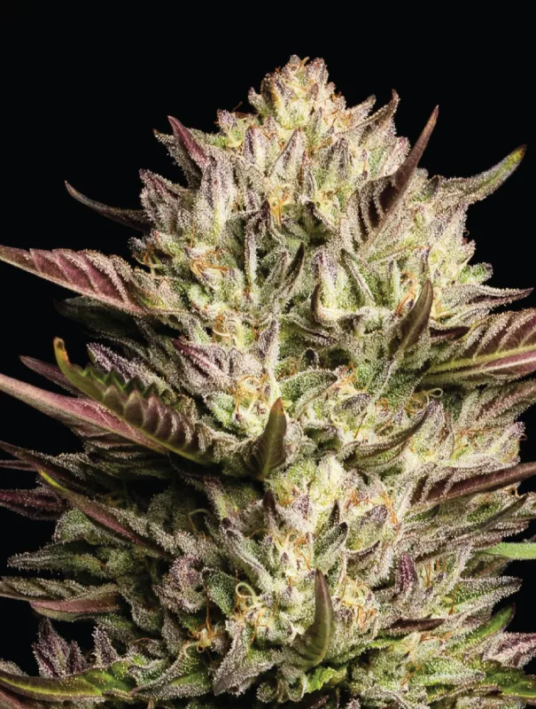Photograph of product: Humboldt Seed Co - California Octane 5pk