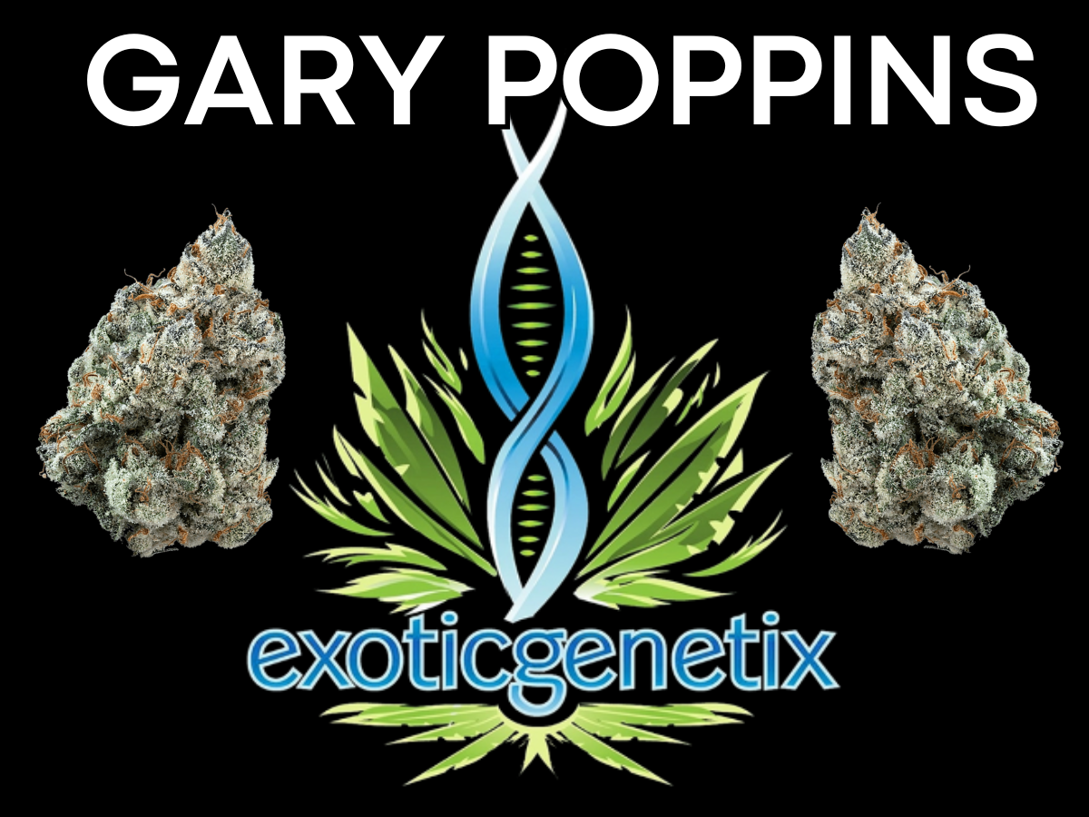 Photograph of product: EXOTIC GENETIX | GARY POPPINS | BULK | HYBRID - 28g