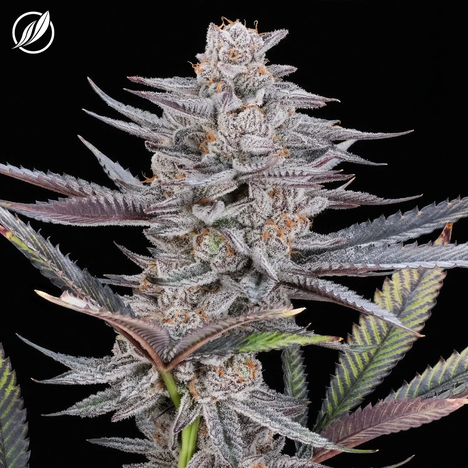 Photograph of product: OGKB Stomper Flower H 26222 - 3.5g