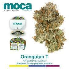 Photograph of product: Moca Orangutan T $35