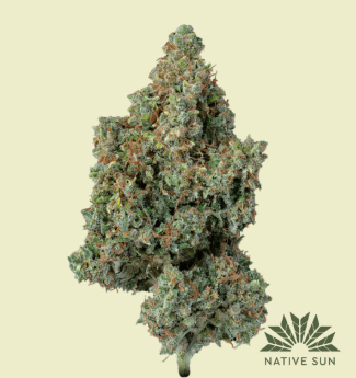 Photograph of product: Watermelon Haze F2 | 3.5g