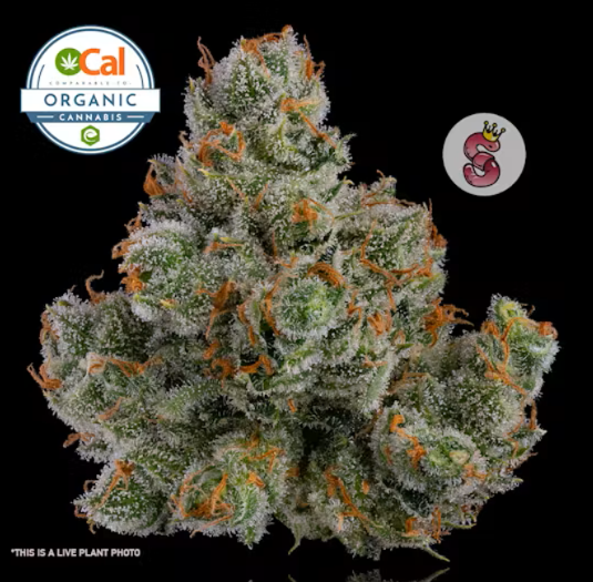 Photograph of product: J1 (S) OCal Living Soil Flower 3.5g 8th - No Till Kings