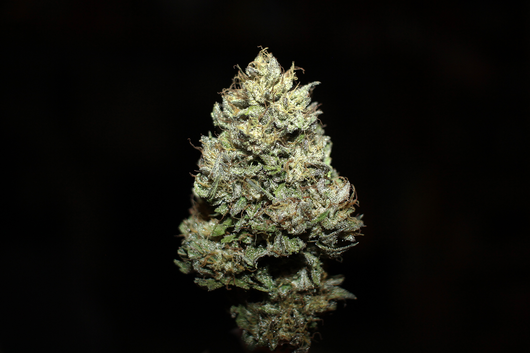 Photograph of product: Pilin' It Higher Farms - Zerbtane - 7g