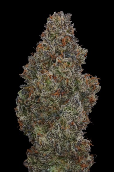 Photograph of product: FIG FARMS KRONUTS FLOWER HYBRID 3.5G