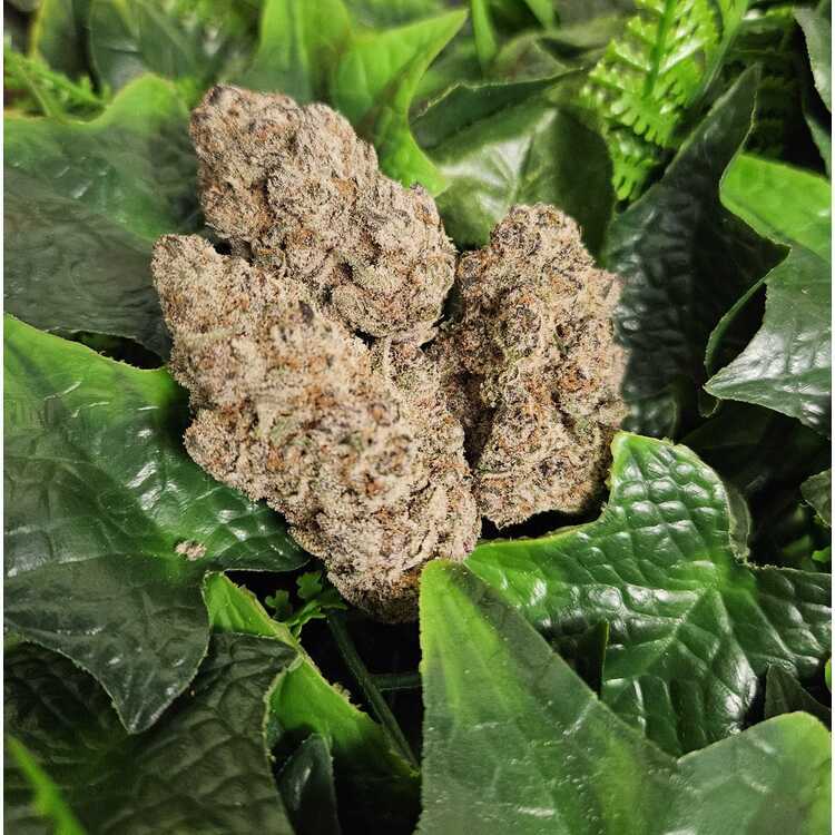 Photograph of product: Sub Zero - Indoor Flower - Kaprikorn - Harvested: 3/31/25 - 1g