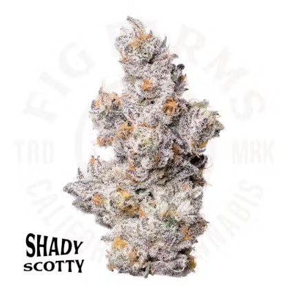 Photograph of product: FIG FARMS | SHADY SCOTTY (I/H) | 3.5G