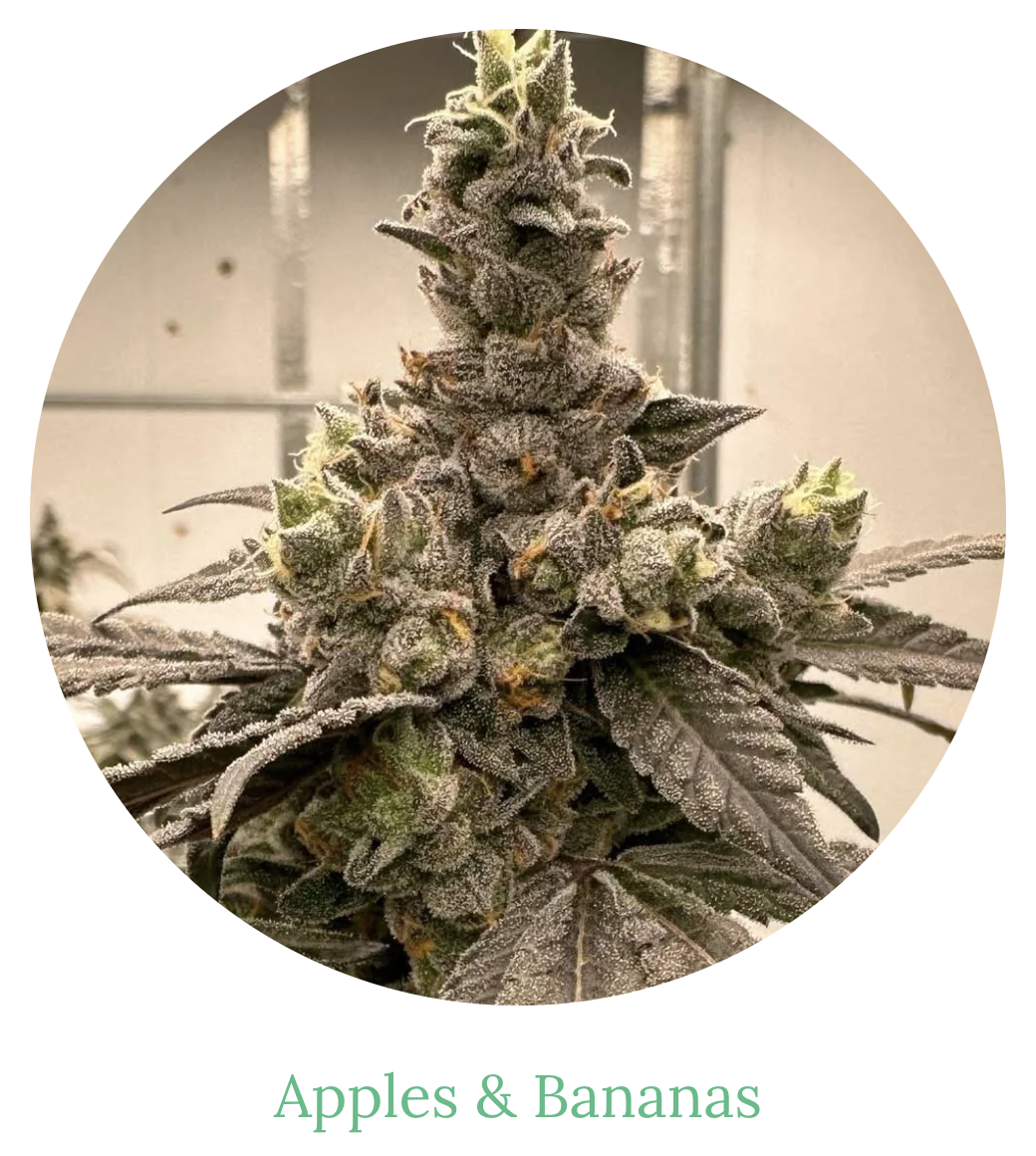 Photograph of product: 3.5g | Apples & Bananas