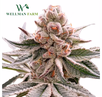 Photograph of product: Chocolate OG | TAX INCLUDED - 28g