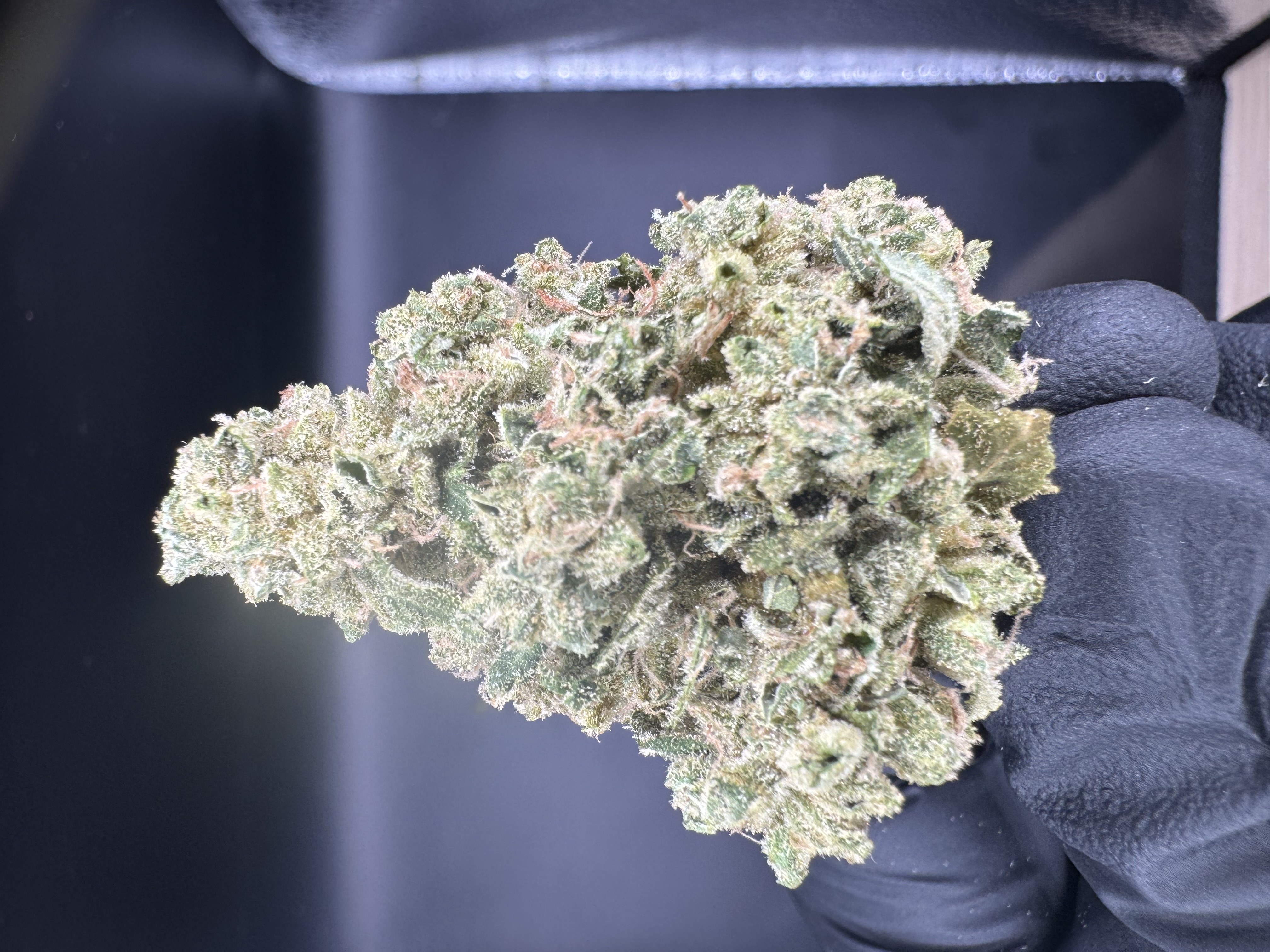 Photograph of product: DNG Sour Diesel Bx2 - 28g