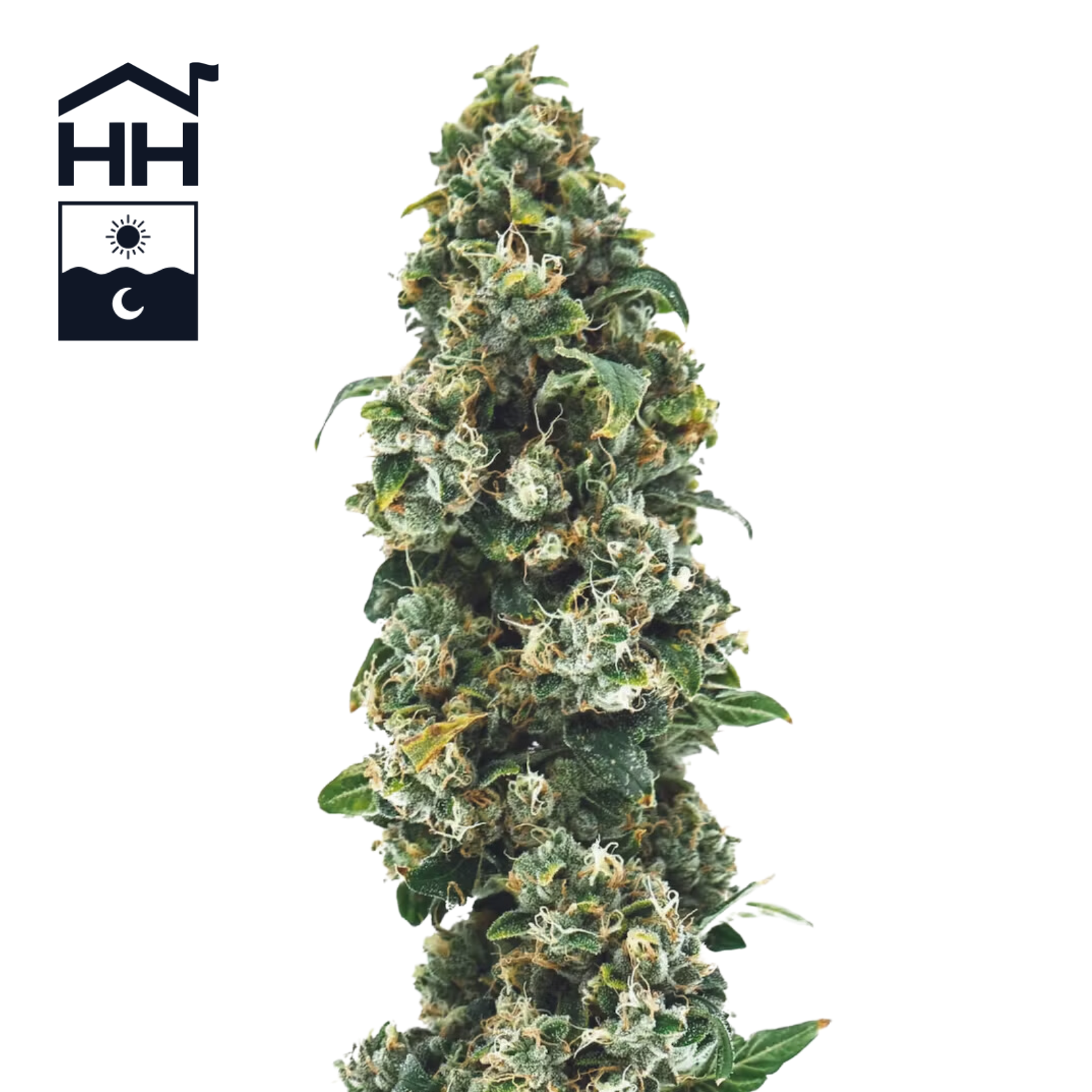 Photograph of product: 3.5g | TKO | Harbor House