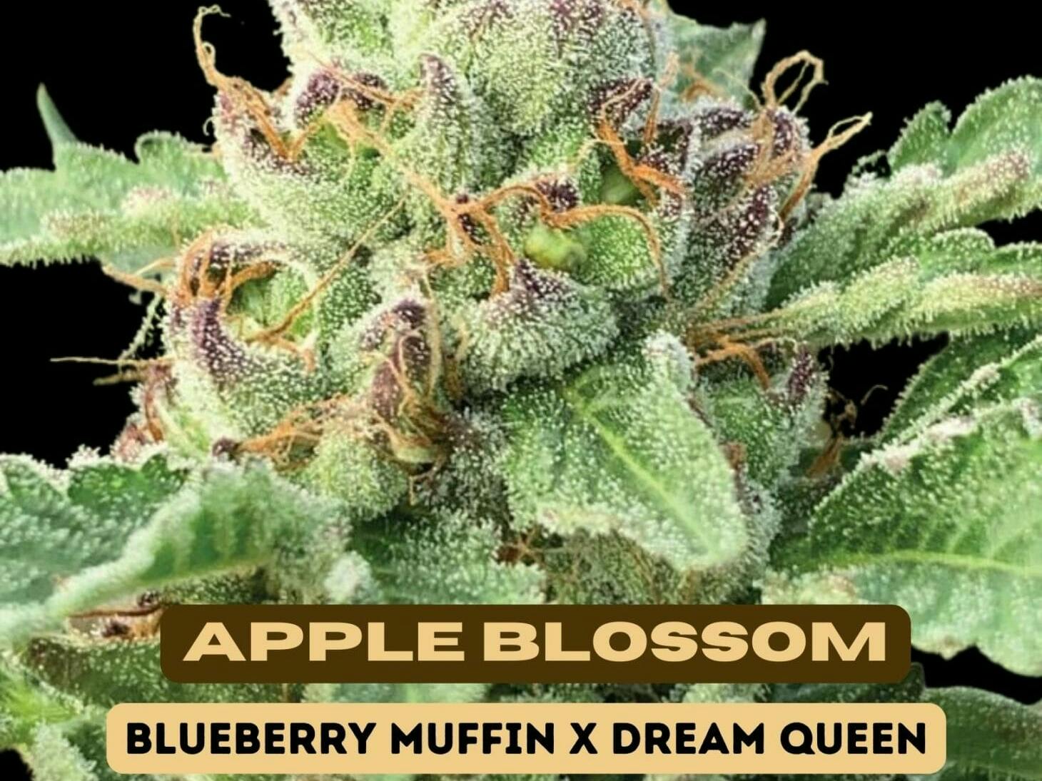 Photograph of product: ecWORX - Apple Blossom