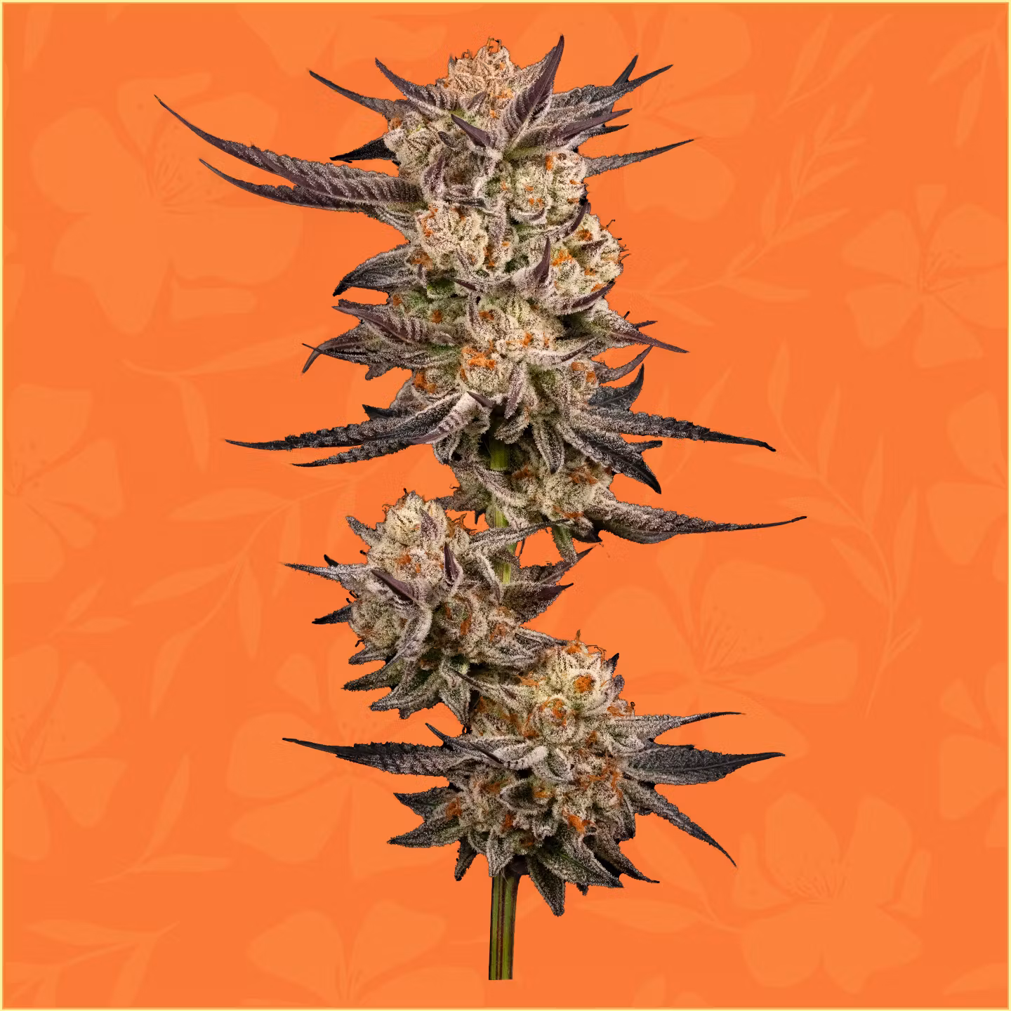 Photograph of product: DoSi-Pie - 3.5g