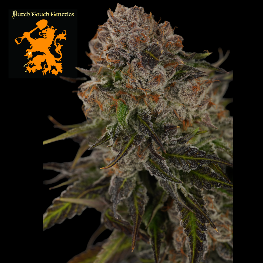 Photograph of product: (REC) Purple Lambo #10 Small Buds 1 Oz Bag - Dutch Touch Genetics