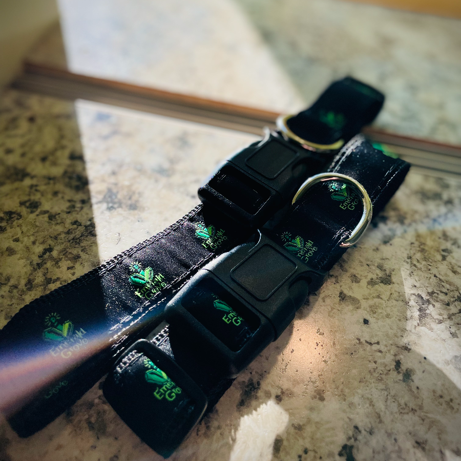 Photograph of product: Dog Collar | Small