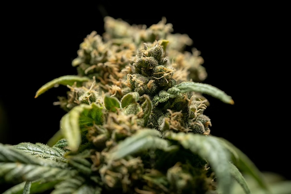 Photograph of product: Apples & Bananas - 3.5g Flower