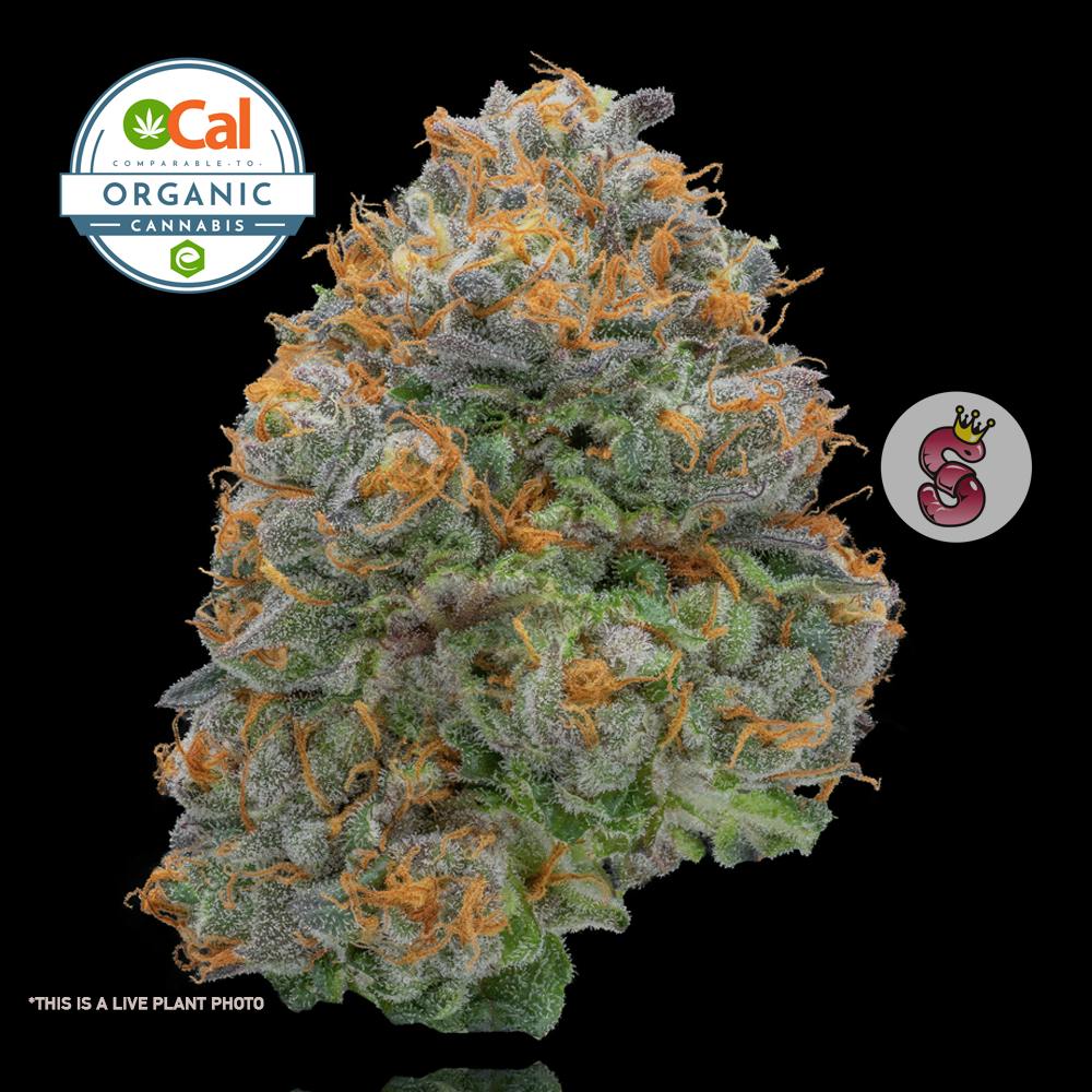 Photograph of product: No Till Kings | OG - 3.5g