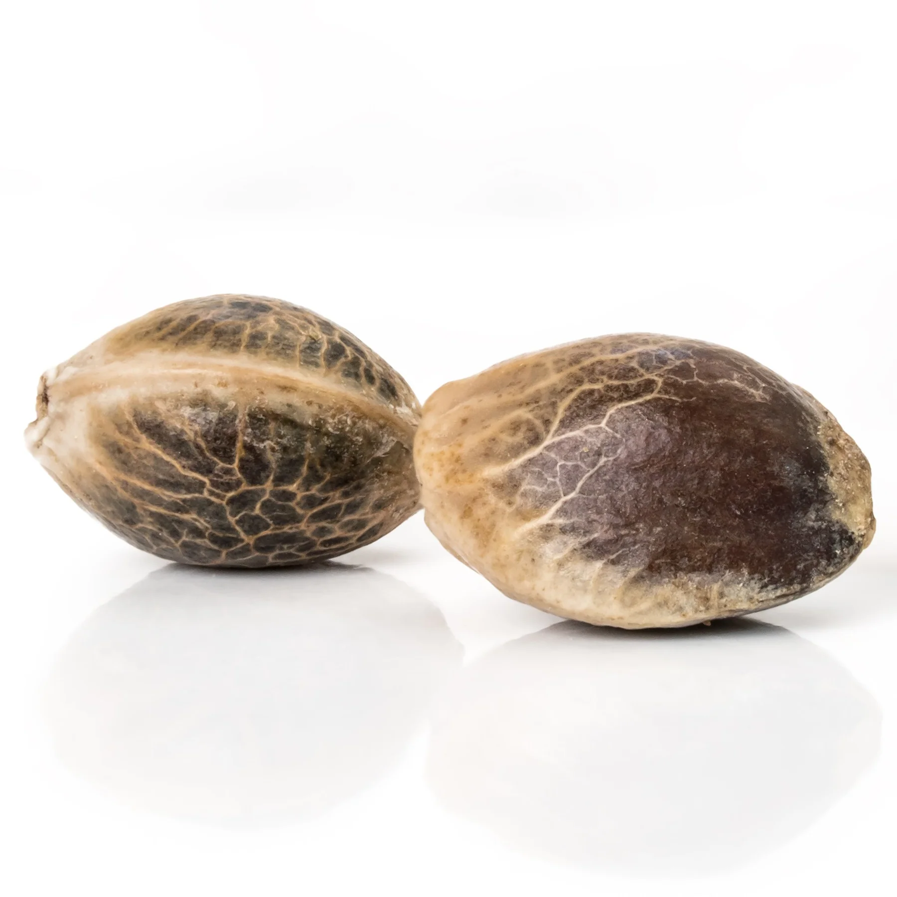 Photograph of Product: AJ's Feminized Seeds - Space Ghost OG (I) 6pk