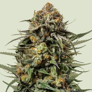 Photograph of product: RQS | Gelato 44 Feminized Seeds | 3pk