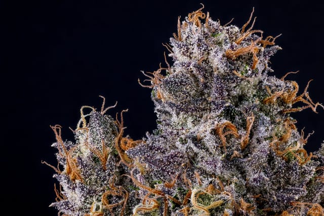 Photograph of product: Blue Face Rainbow Belts Preroll 1g - 