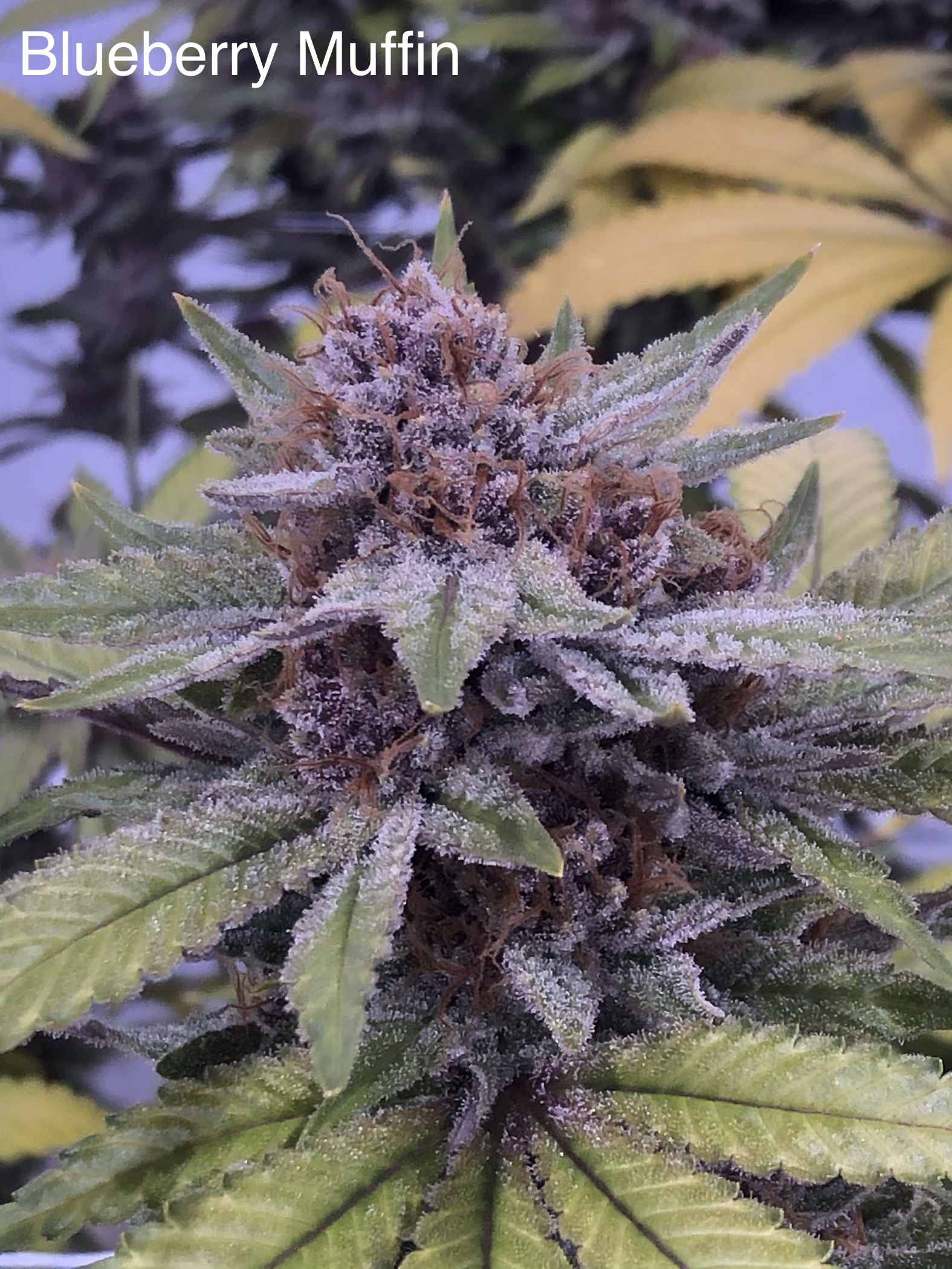 Photograph of product: Blueberry Muffin - 2g