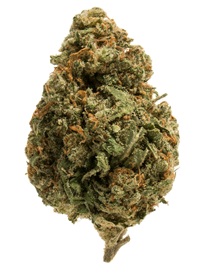 Photograph of product: Spiked Flamingo | Gelato Z (I-D) - 3.5g