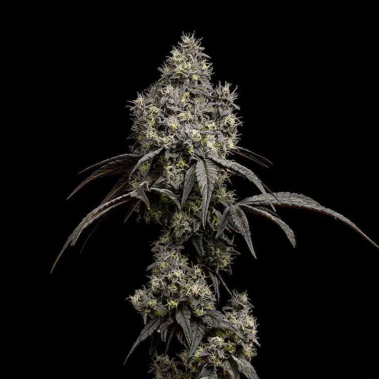 Photograph of product: Gush Mintz - 3.5g