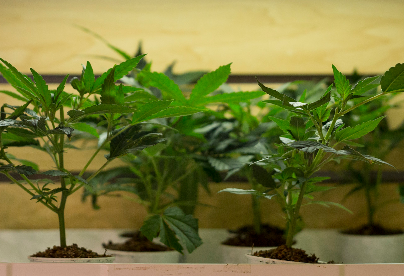 Photograph of product: New York City Diesel Clone