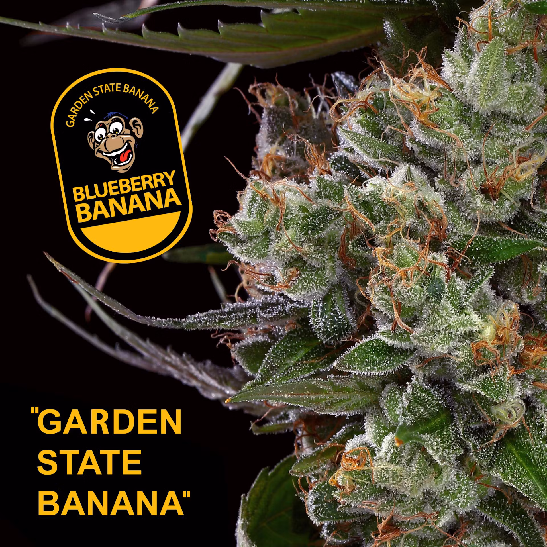 Photograph of Product: Garden Greens Passionfruit Banana Pre-roll (REC)