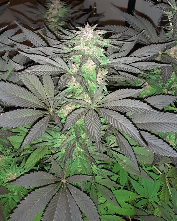 Photograph of product: UGS-5g (3pack) Soma's Sacred Seeds. - 4G (Gelato #45 x Gorilla Glue #4 x Girl Scout Cookies) x La...