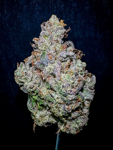 Photograph of product: Watermellos - 3.5g