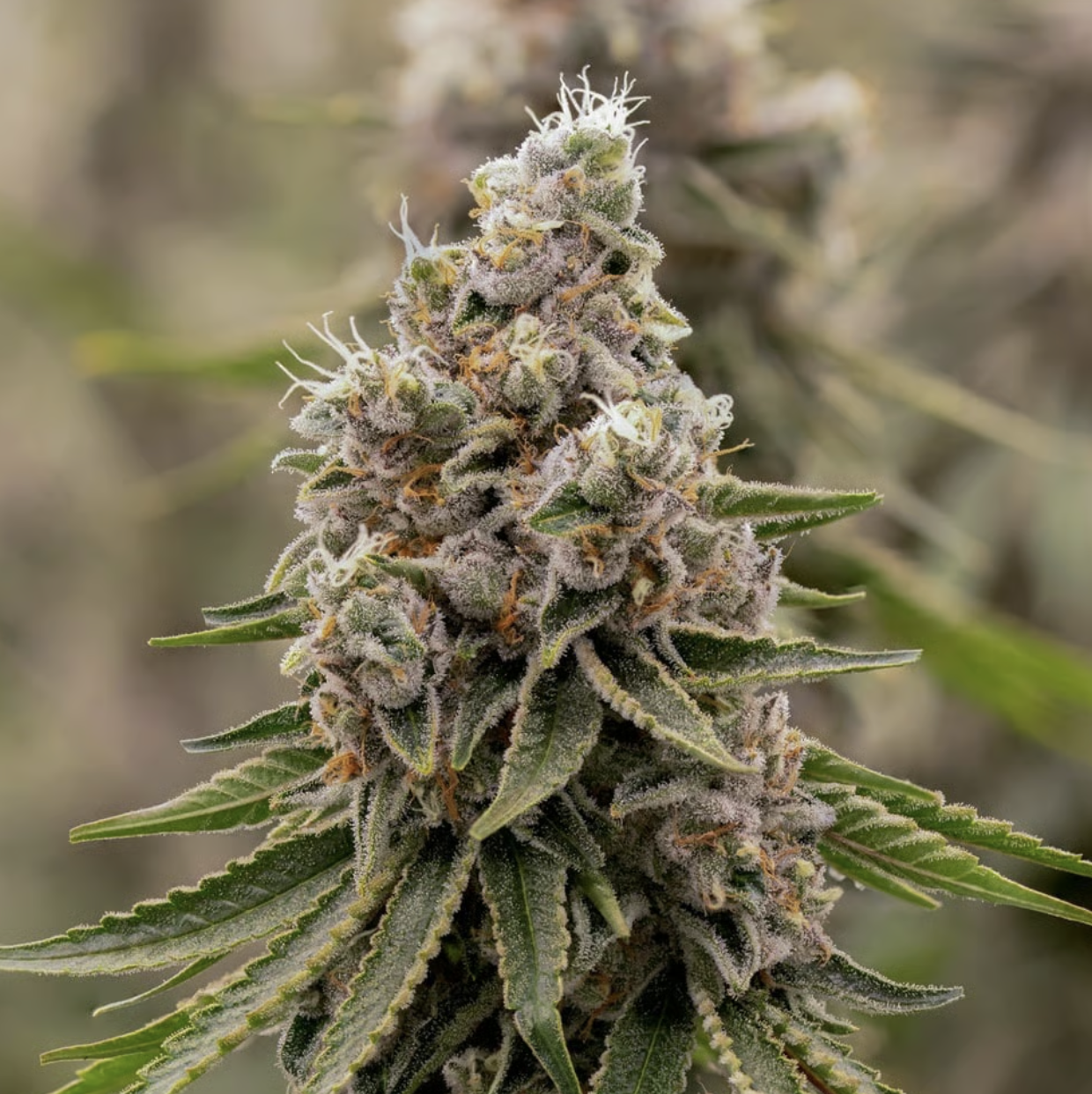 Photograph of product: SOL-CANNA SHADY BOOF POPCORN 7G