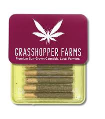 Photograph of product: APPLE JACKS HAZE | 5PCK INFUSED