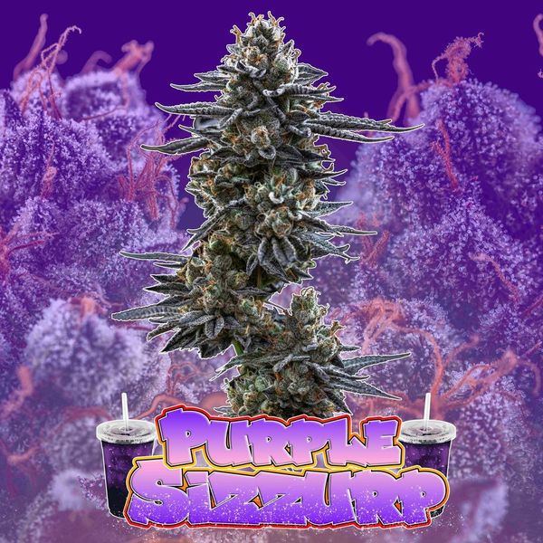Photograph of product: Purple Sizzurp Pre-Roll | 1g