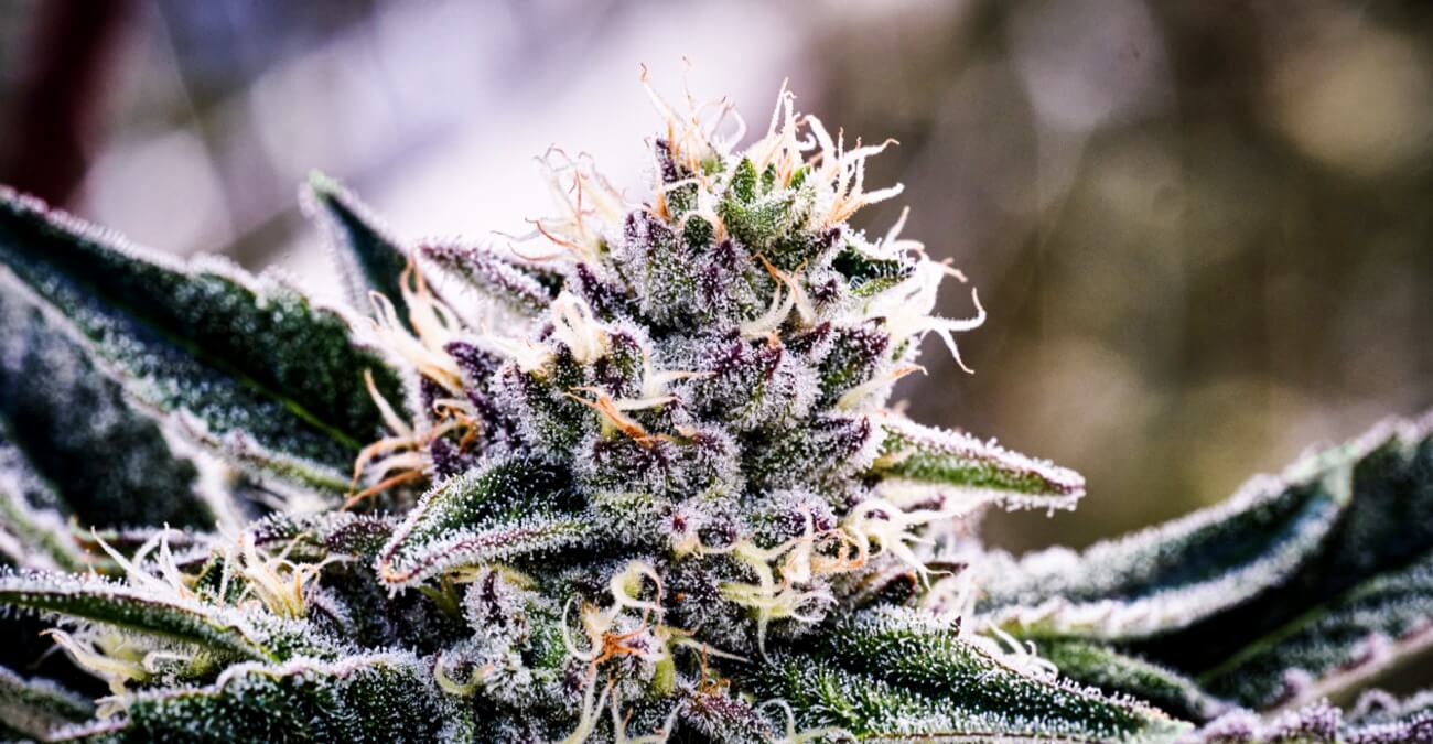 Photograph of product: Bubba C | 3.5g