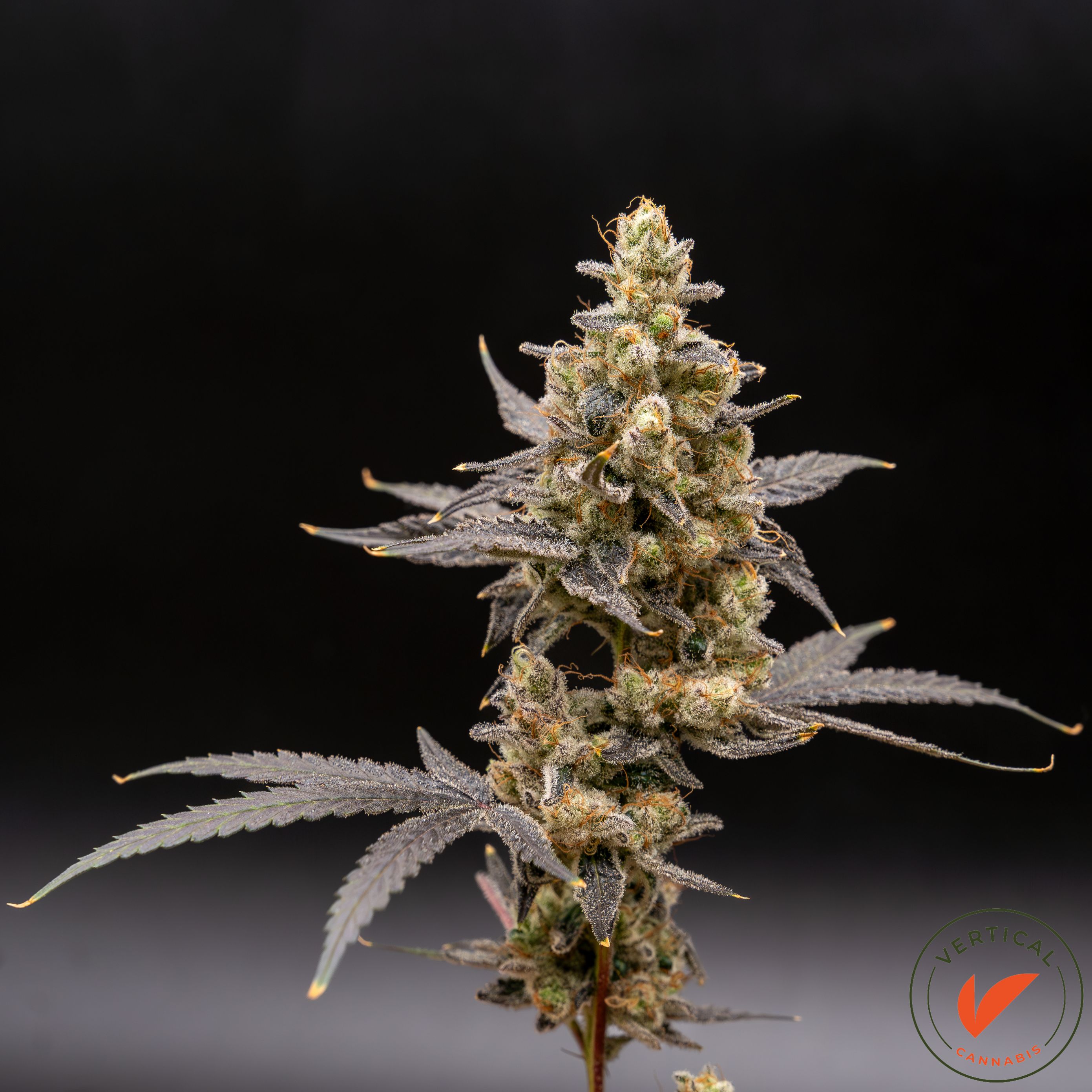 Photograph of product: VERTICAL | PLATINUM PAPAYA MIMOSA | PREPACK | 14G | HYBRID