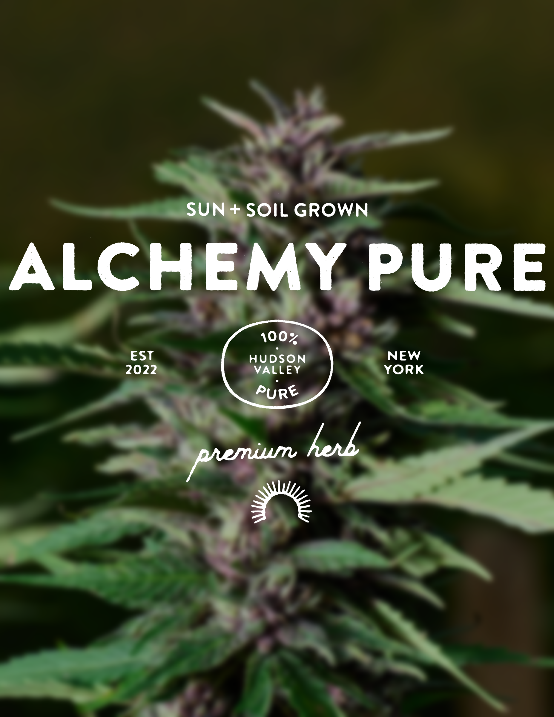 Photograph of product: Alchemy Pure | Trainwreck | 28g | Flower
