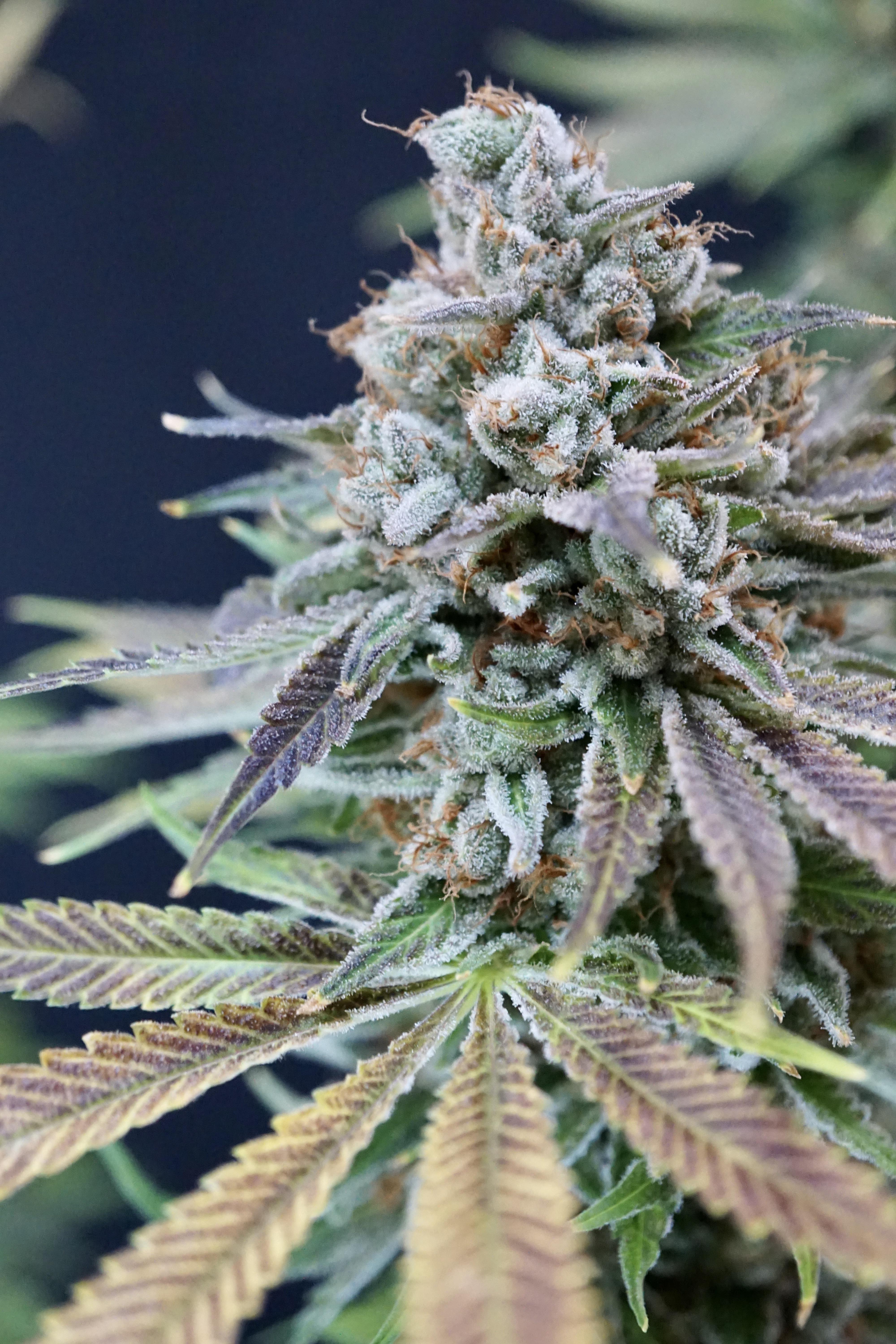 Photograph of product: FreeWorld Genetics - Double Dip Seeds (3-pk) (H)