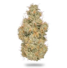 Photograph of product: NORTHERN EMERALD | CHAPOS CHURRO (I/H) |  5G