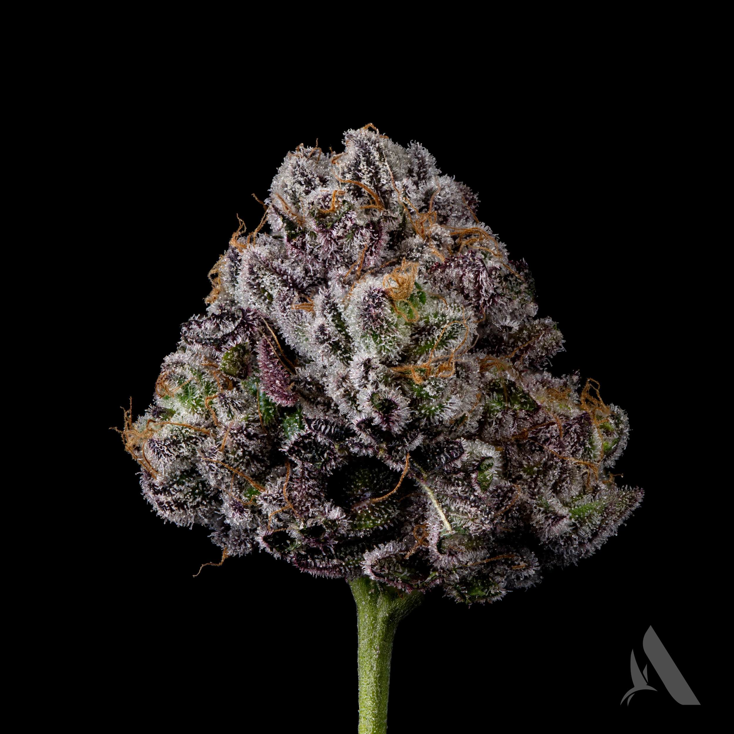 Photograph of Product: Flower | Hippie Crasher | 00484 - 3.5g