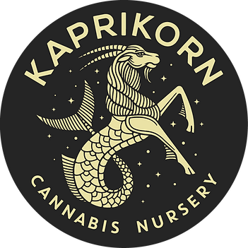 Photograph of product: Cured Resin Budder - 2g Kaprikorn - Black Amber