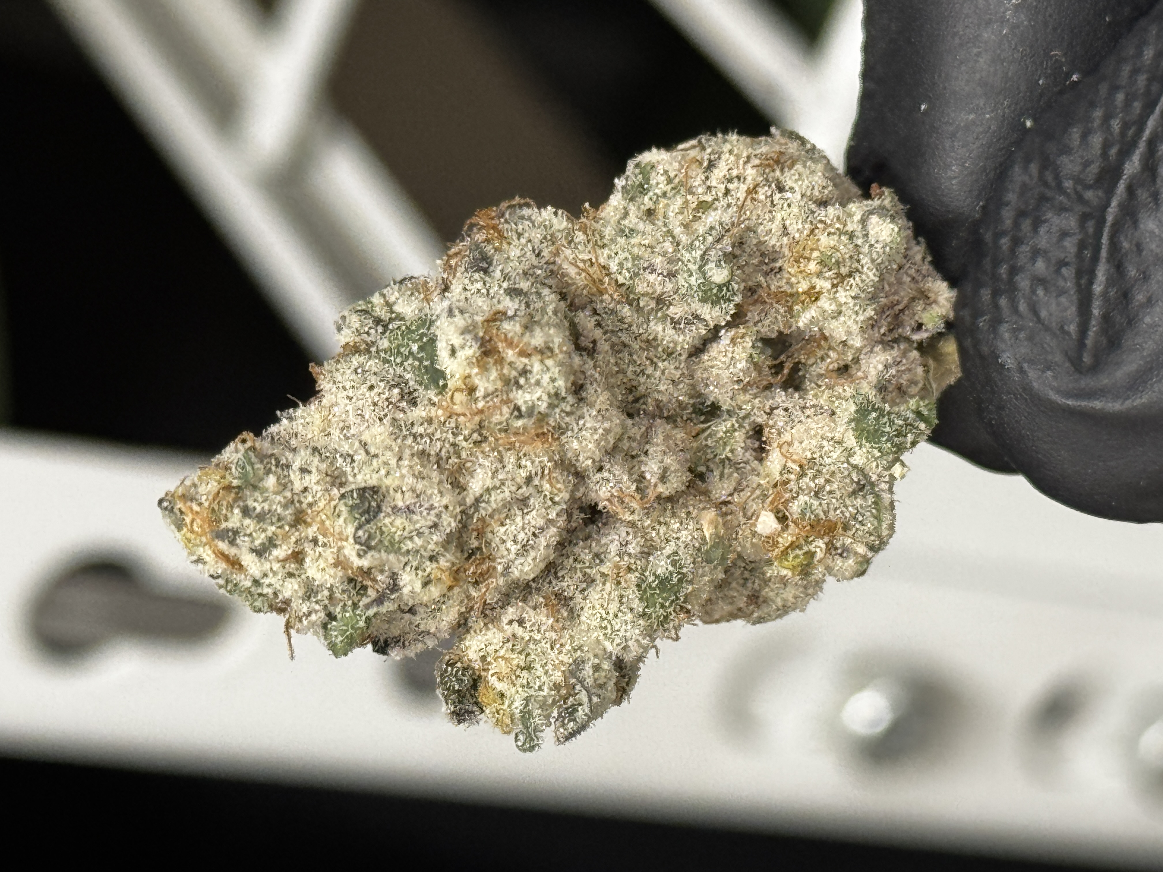 Photograph of product: Flower (Deli-Style) l Kush Kookies | Hybrid l New Lyfe - 28g