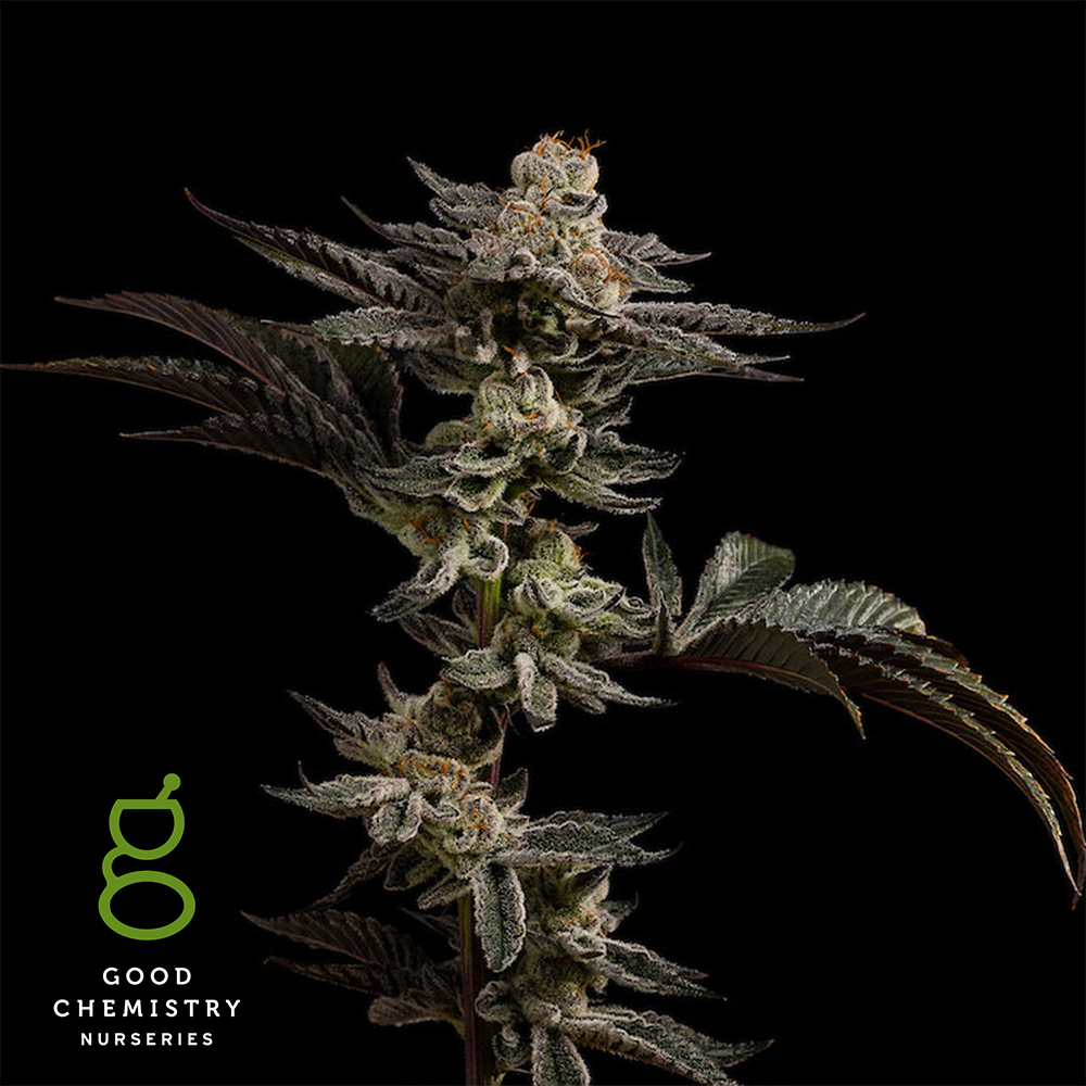 Photograph of product: Grape Stank - 7g